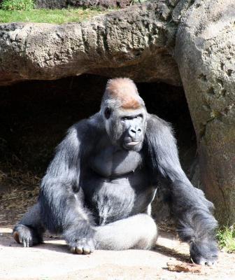 Western Lowland Gorilla