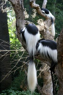 Black and White Colobus