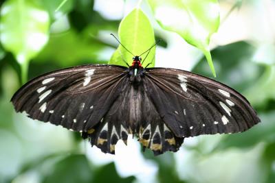 Butterfly 1