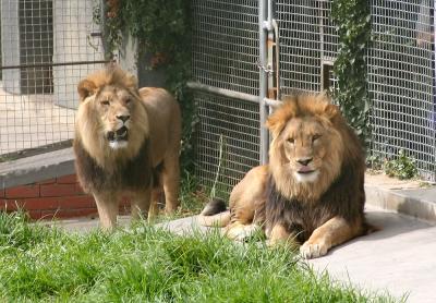 Lions