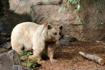 Brown Bear 1