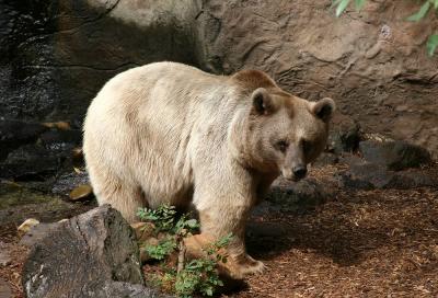 Brown Bear 2