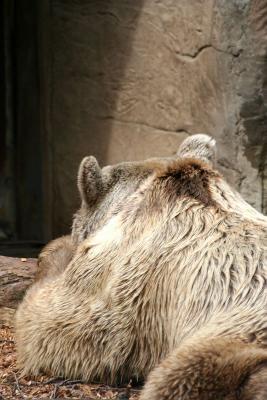 Sleeping Brown Bear 1