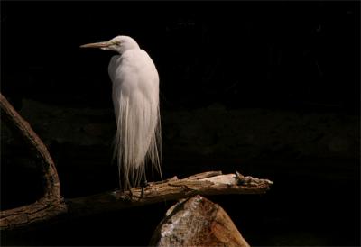 e-S--White-Heron-1-FZ10-ps-.jpg