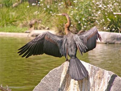 e--S--WingSpan-Bird--Good--.jpg