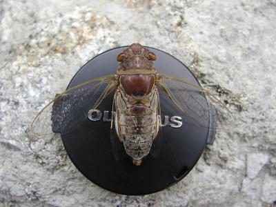 Now I know how big Cicadas get!