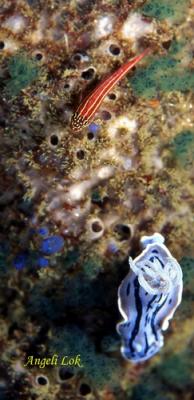 Striped Triplefin with nudibranch