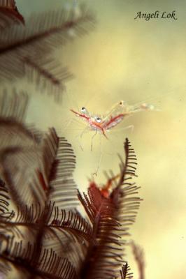 Commensal shrimp
