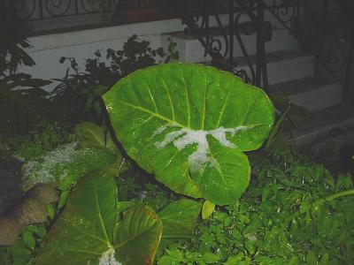 SnowElephantEar.jpg
