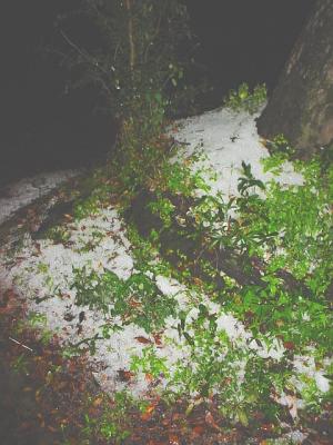 SnowTreeRoots.jpg