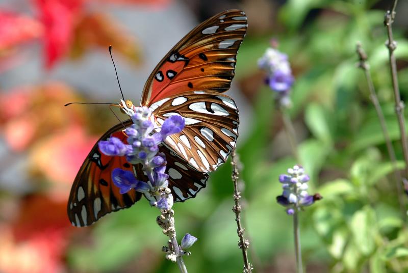 gulf fritillary  4