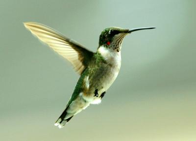 rubythroat hummingbird 29