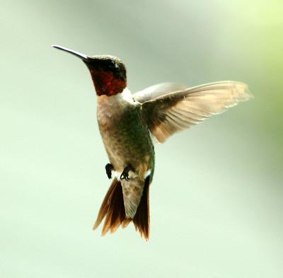 rubythroat hummingbird 32