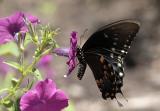 spicebush swallowtail 19