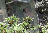 spicebush swallowtails duo 1