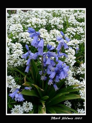 Bluebells - Wood Hyacinth