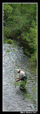 Fishing the Holston