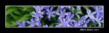 Dwarf Iris