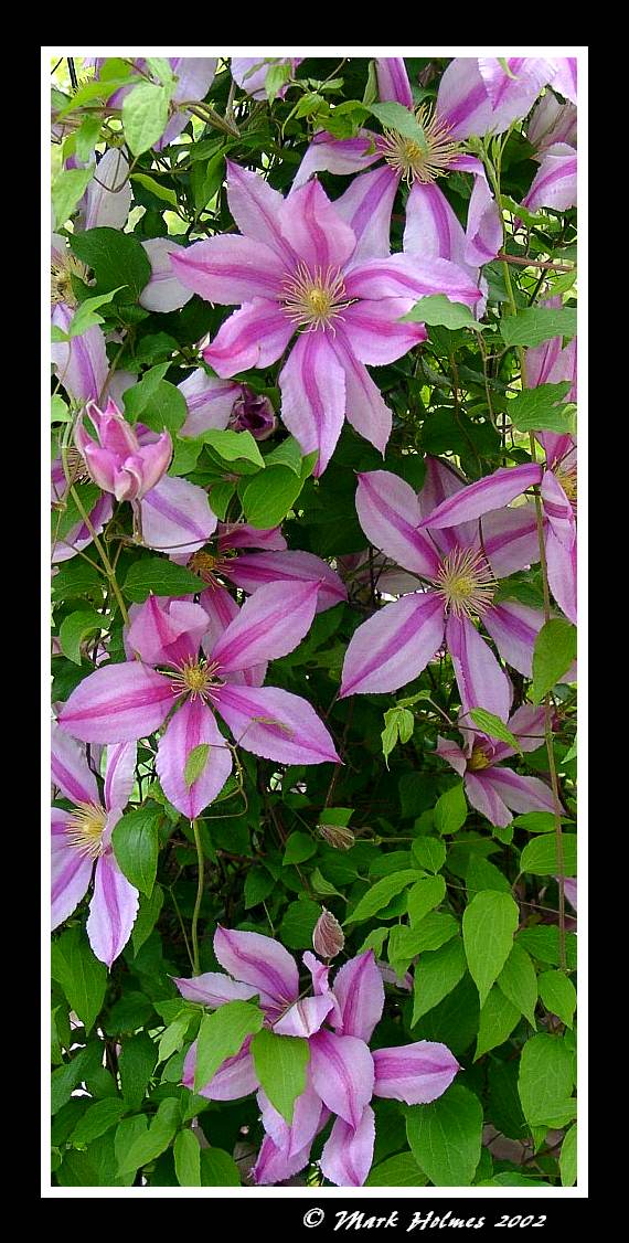 Clematis Nelly Moser