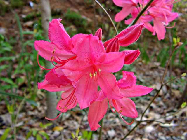 Rosy Lights