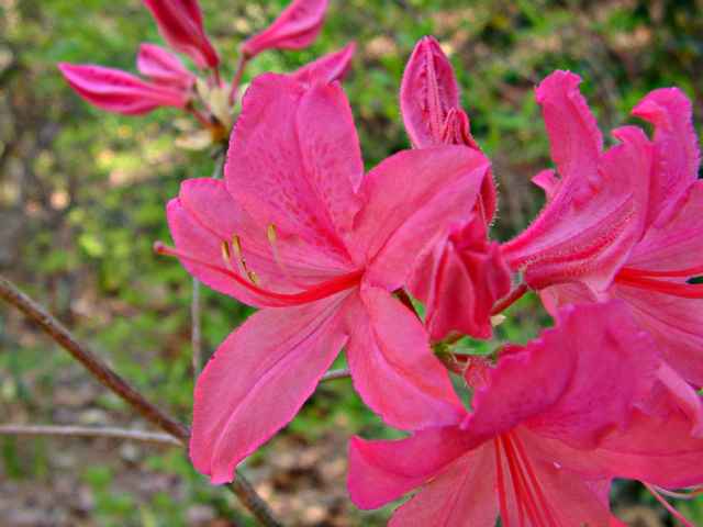 Rosy Lights