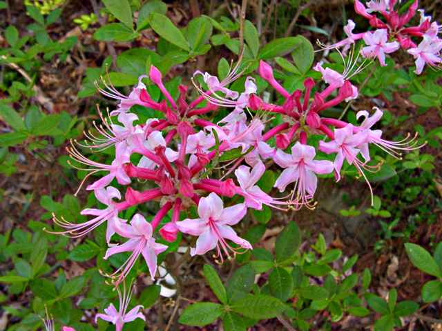 Varnadoes Phlox Pink