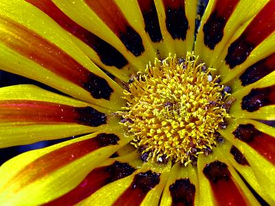 sunnyflower