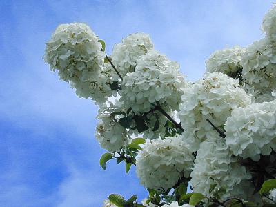 snowballs in a spring sky