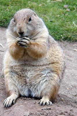 prairie dog.jpg