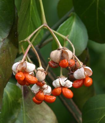 Oriental Bittersweet Vine - Celastrus orbiculatus