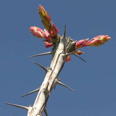 Ocotillo Blossom