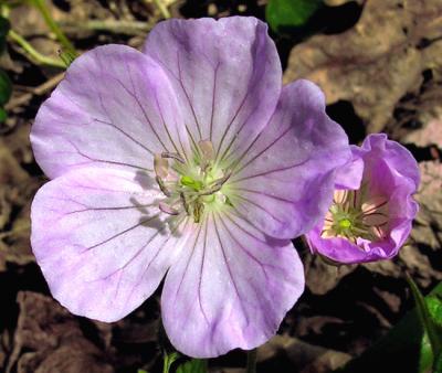 u10/bbarber/medium/42906919.WildGeranium414.jpg