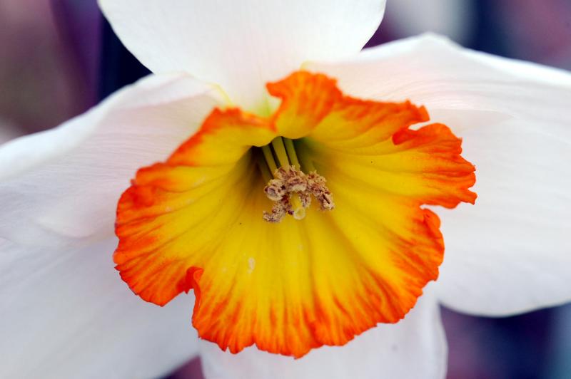 Daffodil 1719