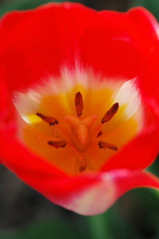 Tulip 1711