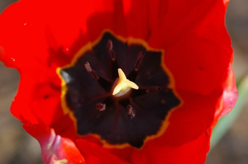 Tulip 1708
