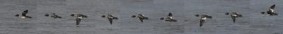 u10/bcurrie/medium/37916029.CommonGoldeneyeflyingAdultFemalebreedingplumageIMG_1499_filteredpbase122604.jpg