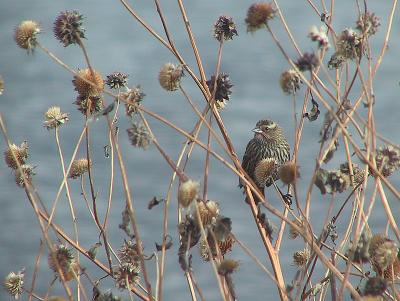 Red-winged Blackbird (Winter Plummage) 112-1228_5IMG.JPG