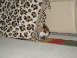 Beagle Burrito!  He did this all by hisself :)
