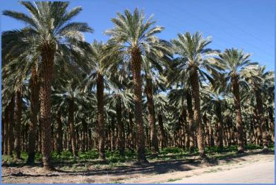 Date Palm Farm