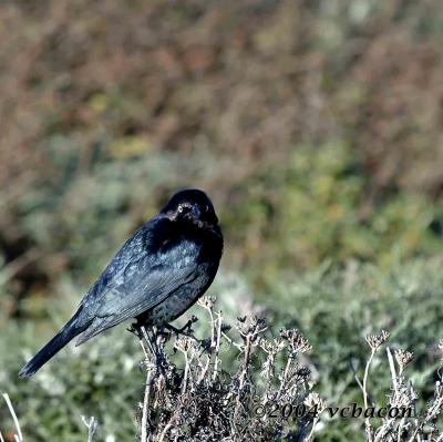 Marsh Black Bird