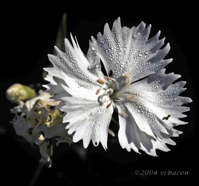 Blossoms from Christmas Morning