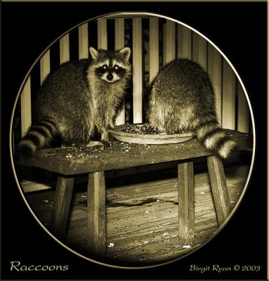 70-200Raccoons-010-copy3Sepi.jpg