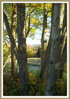 FrostCopse