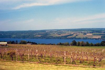 Vineyards along Seneca Lake