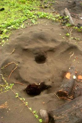 green sea turtle nest