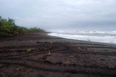 u10/big_five62/medium/37883208.Tortuguero03.jpg