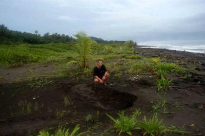 green sea turtle nest