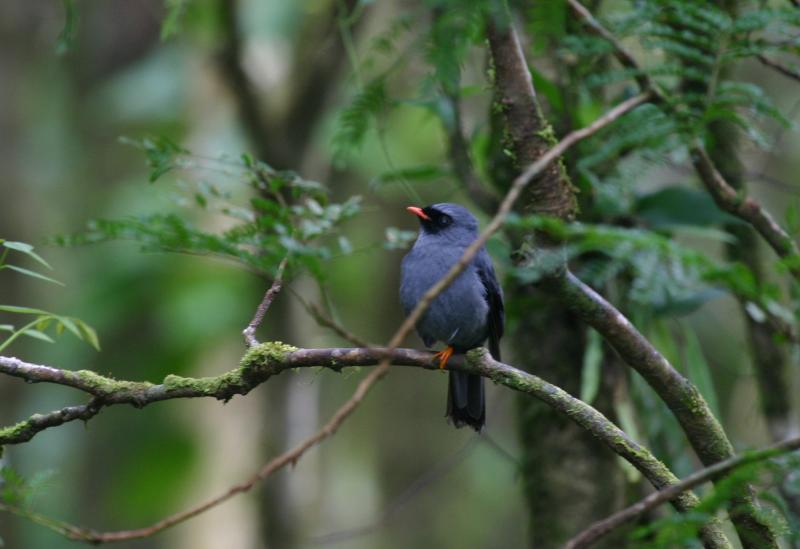 Black-faced Solitaire