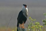 Crested Caracara 1