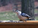 wBird Nuthatch1.jpg